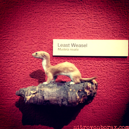 nat history weasel